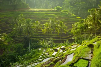Things to Do in Ubud