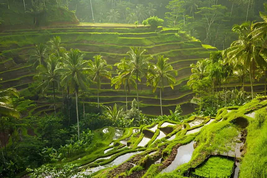 Things to Do in Ubud